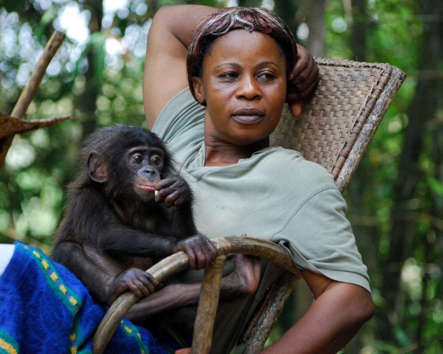 Bonobos1