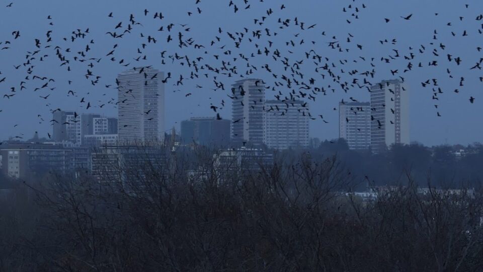 Bruxelles Sauvage le retour des corbeaux