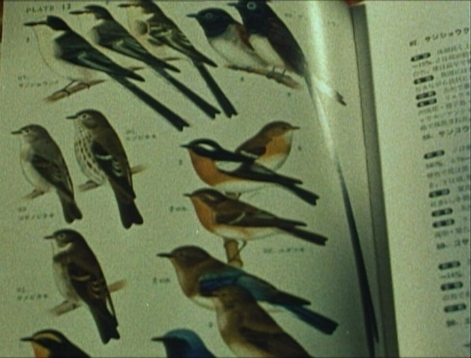 Olivier Messiaen et les oiseaux 6 Tual